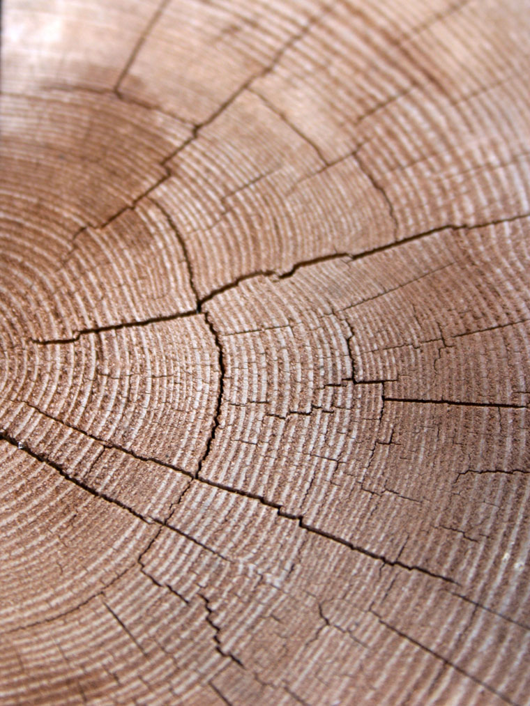 symbolisches Bild mit Jahresringen - Hermann Krieger: Supervision – Coaching - Mentoring